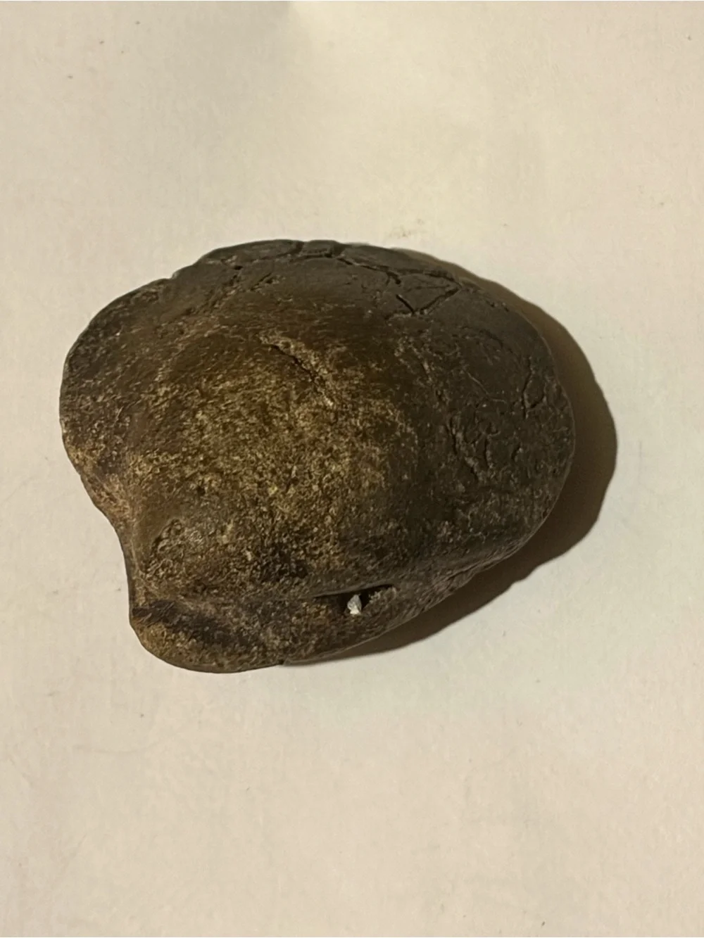 Natural Clam Fossil RARE
